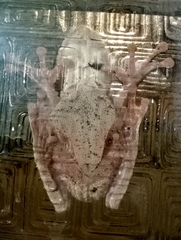 Boana platanera