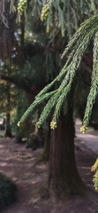 Cryptomeria