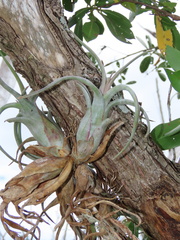 Tillandsia paucifolia