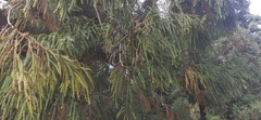 Cryptomeria