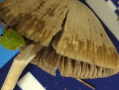 Psathyrella amarescens