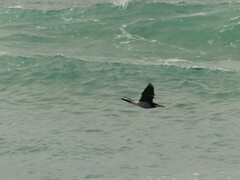 Phalacrocorax punctatus punctatus