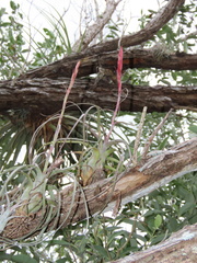 Tillandsia balbisiana