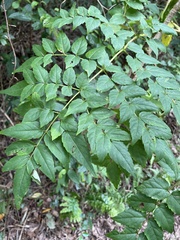 Aralia bipinnata
