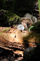 Mycena laevigata