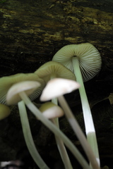 Mycena laevigata