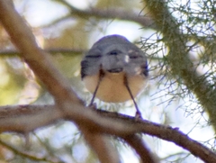 Eopsaltria georgiana