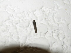 Lepidoptera