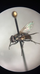 Oxysarcodexia varia
