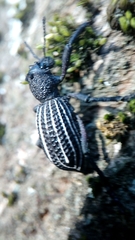 Aegorhinus albolineatus