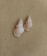 Cymatiella eburnea