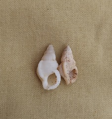 Cymatiella eburnea