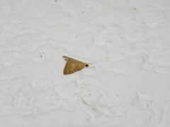 Crambidae