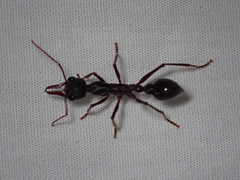 Myrmecia pyriformis