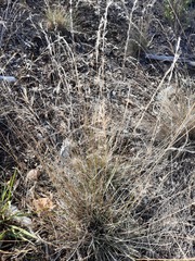 Aristida purpurea