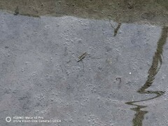 Aquarius paludum paludum