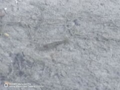Decapoda