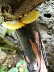 Crepidotus croceotinctus