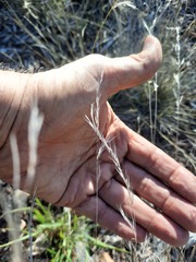Aristida purpurea