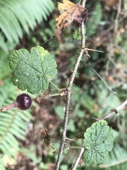 Ribes menziesii
