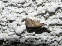 Hypena
