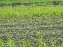 Phasianus colchicus formosanus