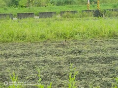 Phasianus colchicus formosanus