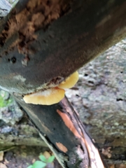 Crepidotus croceotinctus