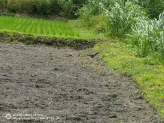 Phasianus colchicus formosanus