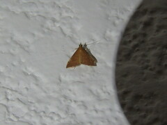 Crambidae
