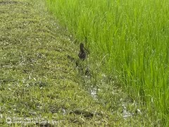 Gallinago