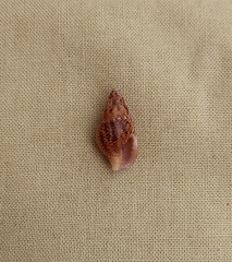 Mitrella semiconvexa