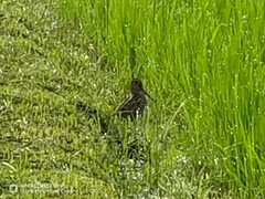 Gallinago