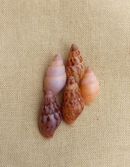 Mitrella semiconvexa