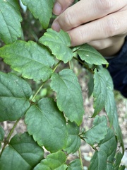 Aralia bipinnata