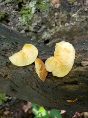 Crepidotus croceotinctus