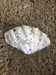 Tridacna crocea