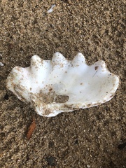 Tridacna crocea