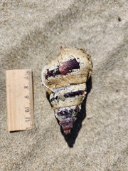 Ranella australasia