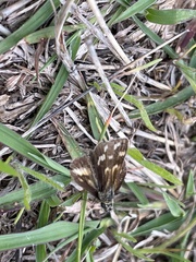 Taractrocera papyria