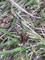 Taractrocera papyria