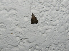 Hypena