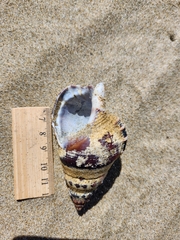 Ranella australasia
