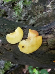 Crepidotus croceotinctus