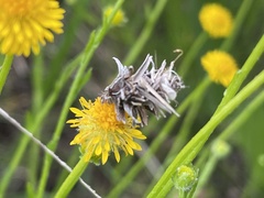 Heliocosma