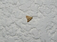 Crambidae