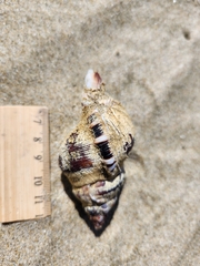 Ranella australasia