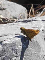 Hylephila phyleus