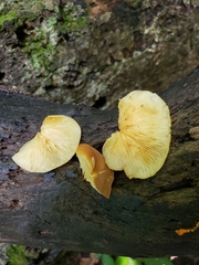 Crepidotus croceotinctus
