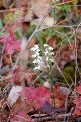 Spiranthes ochroleuca